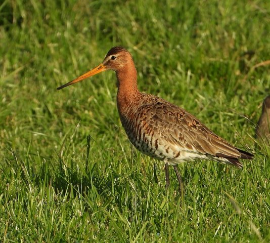 gruttovrouwalblasserwaard18052020 1